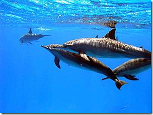 дельфины в красном море