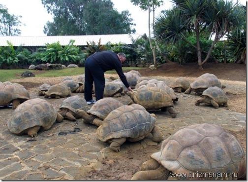 черепахи Каймановых островов